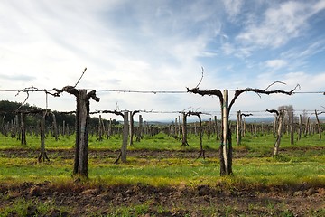 Image showing Vineyard with sky