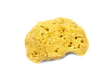 Image showing Synthetic bath sponge