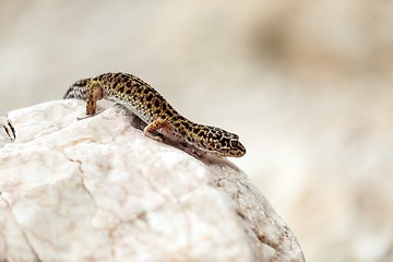 Image showing Gecko lizard on rocks 