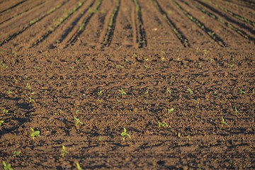 Image showing Cultivated land with plants