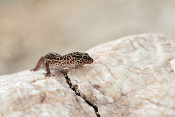 Image showing Gecko lizard on rocks 