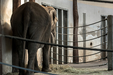 Image showing African elephant