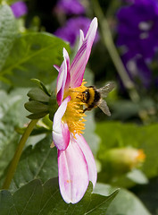 Image showing Bee in the flower