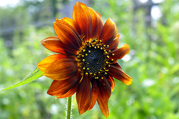 Image showing beautiful red sunflower.