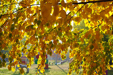 Image showing Beautiful yellow autumn leaves on a tree.