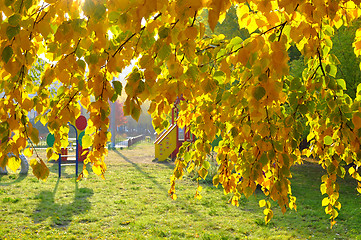 Image showing Beautiful yellow autumn leaves on a tree.