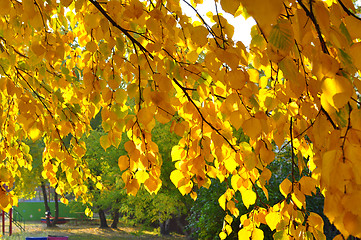 Image showing Beautiful yellow autumn leaves on a tree.