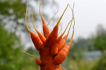 Image showing Strange shaggy carrots. mutant.