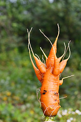 Image showing Strange shaggy carrots. mutant.