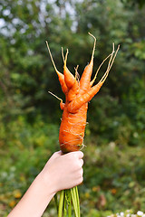 Image showing Strange carrots in a hand. mutant.