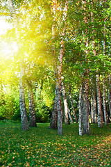 Image showing summer birch forest