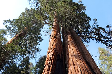 Image showing Giant Sequoia National Monument