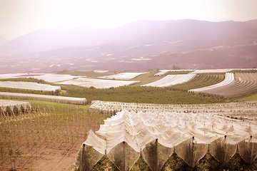 Image showing Apple orchards