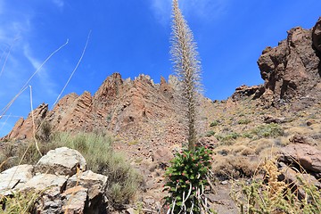 Image showing Tenerife