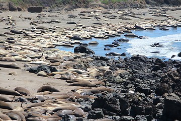 Image showing Elephant seals