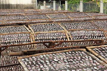 Image showing Drying squids