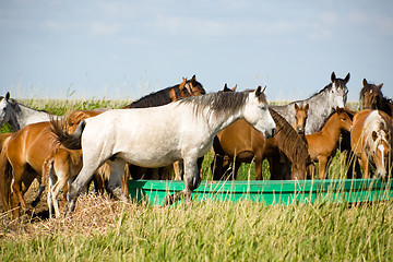 Image showing Horses family