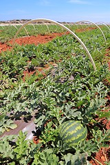 Image showing Cyprus agriculture