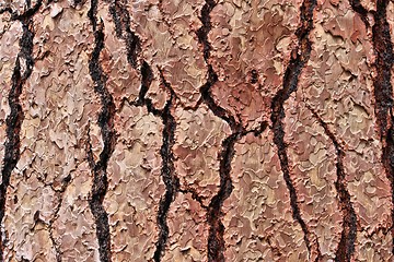 Image showing Pine tree bark