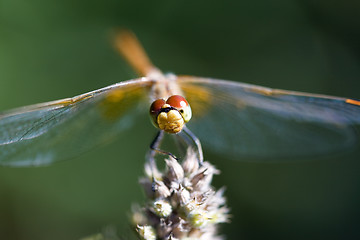 Image showing Dragonfly