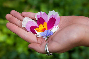 Image showing Palm and petals