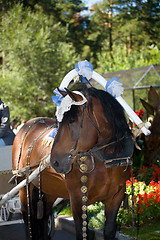 Image showing Horse