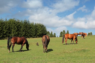 Image showing Horse farm in Poland