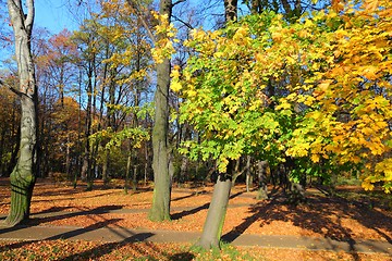 Image showing Autumn colors