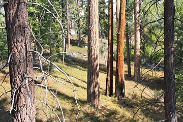 Image showing Sequoia National Forest
