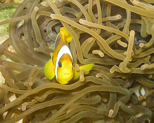 Image showing clownfish