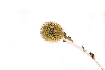 Image showing thistle