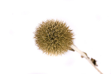 Image showing thistle