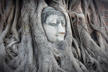 Image showing Ayutthaya Buddha head