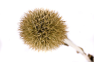 Image showing thistle