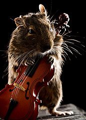 Image showing degu mouse playing cello 