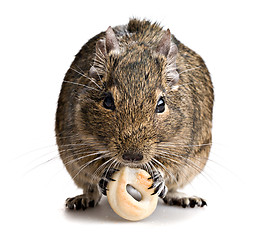 Image showing degu mouse gnawing baking