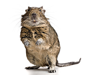 Image showing funny pet degu mouse with yellow teeth