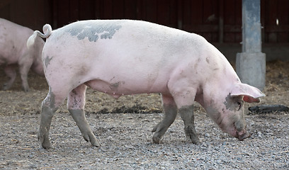 Image showing big pig full-length profile