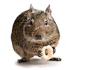 Image showing degu mouse gnawing bake