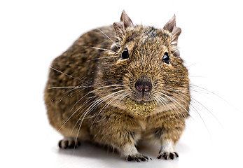 Image showing degu mouse with pet food in the mouth