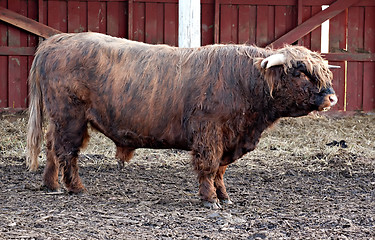 Image showing big longhaired bull full-length profile