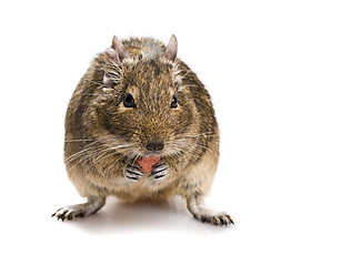 Image showing degu mouse gnawing pet food