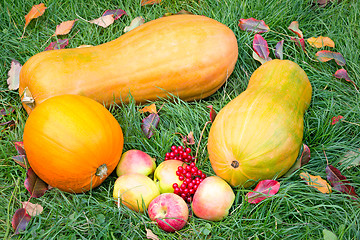 Image showing Pumpkins, apples and berries on the green grass.