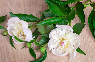 Image showing Still life: two white peony on the surface of the table.