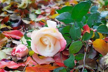 Image showing Beautiful white rose among the yellow autumn leaves