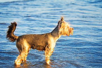 Image showing Dog on the shore of the sea plays in the water.