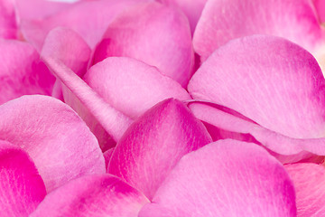 Image showing Rose petals in a large quantity (the background image).