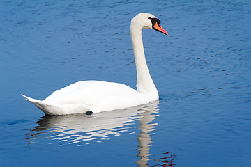 Image showing White Swan on blue water of the lake.