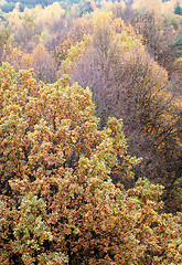 Image showing Autumn tree top foliage