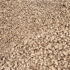 Image showing Pile of sugar beets